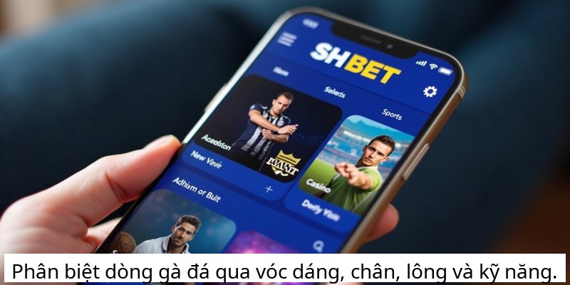 Phân biệt dòng gà đá qua vóc dáng, chân, lông và kỹ năng.