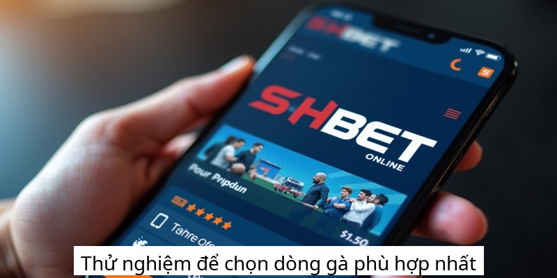 Thử nghiệm để chọn dòng gà phù hợp nhất